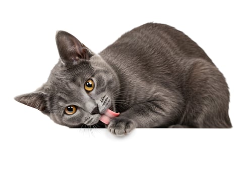 A gray cat is sticking its tongue out over a white background photo