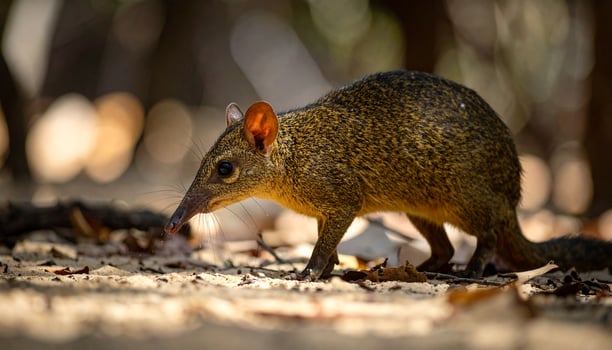 Curious bandicoot with gleaming black eyes explores its surroundings, delicately sniffing ground. Its textured fur blends with earthy tones of forest floor photo