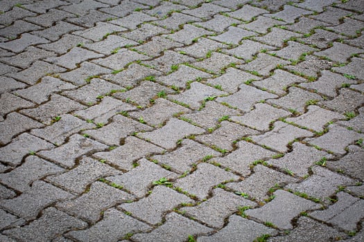 Grass growing in the cracks of a paved parking lot photo