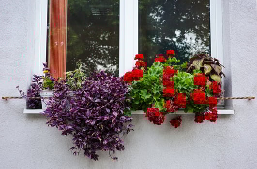 Beautiful window box filled with vibrant red geraniums and purple foliage. photo