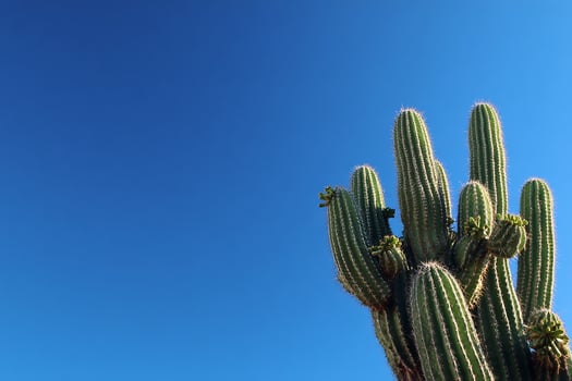 Realistic upright cactus with long green stems and dense spines glowing under golden desert light photo