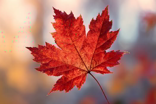 Single vibrant red maple leaf with visible intricate veins and textured surface in autumn scene photo