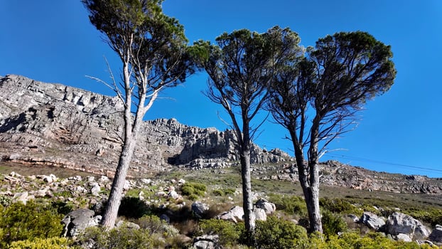 Famous Table Mountain at Cape Town Western Cape South Africa.. Scenic Landscape. photo