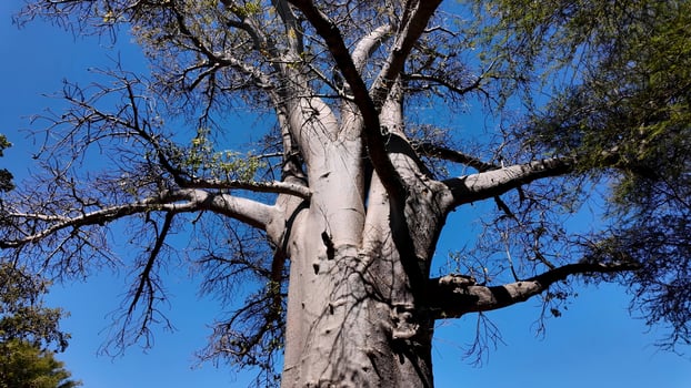 Aerial View of Scenic Baobab at Victoria Falls in Matabeleland North Zimbabwe. Stunning Scene. photo