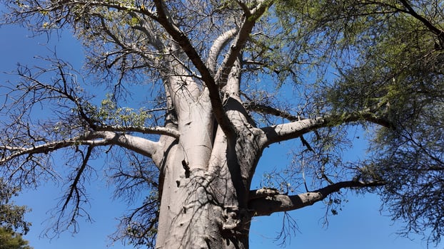 Awe BaoBab Tree at Chobe National Park Kasane in Botswana . Stunning Landscape. photo