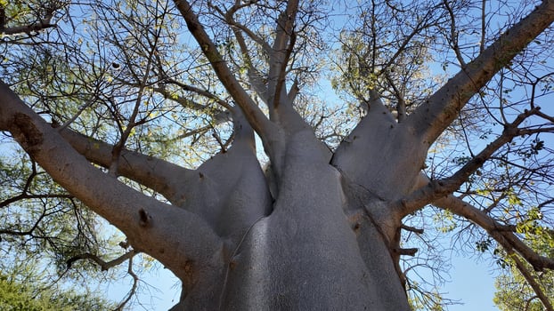 Scenic Scenic Baobab at Victoria Falls in Matabeleland North Zimbabwe. Scenic Scene. photo