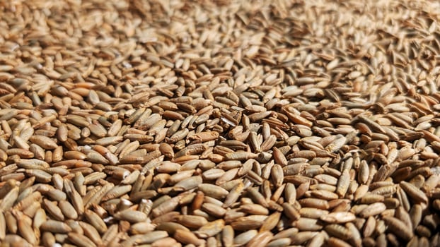 Close-up view of a textured surface covered in various seeds, showcasing their natural colors and shapes, emphasizing organic farming and agricultural practices for sustainable living photo