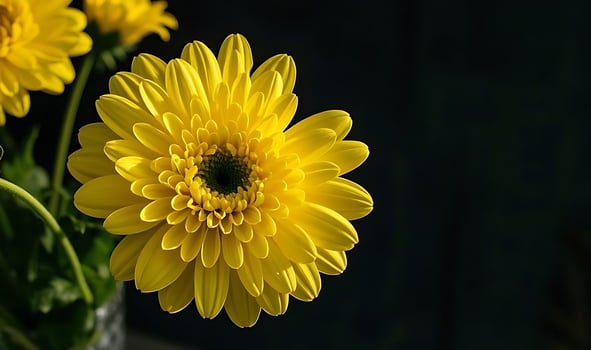 Yellow flower in full bloom photo
