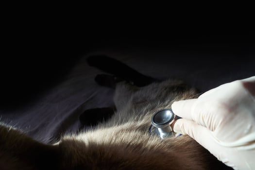 Veterinarian with stethoscope checks cat's health in dimly lit room. photo