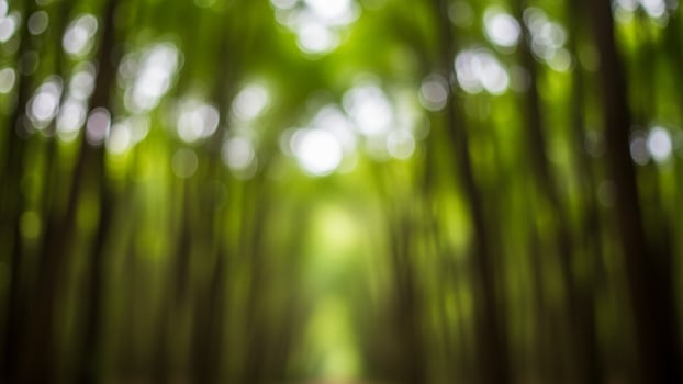 Abstract blurry green trees in the forest photo