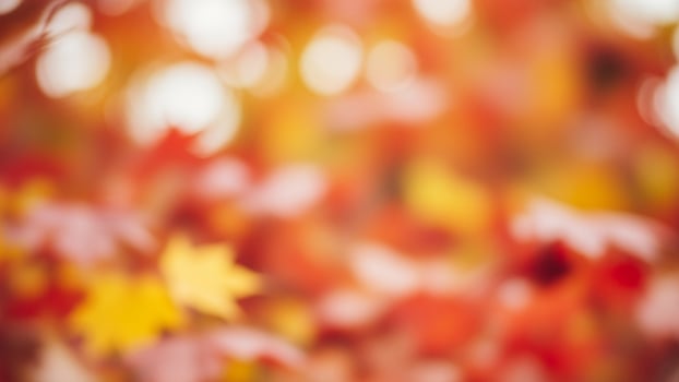 Autumn leaves blurred background photo