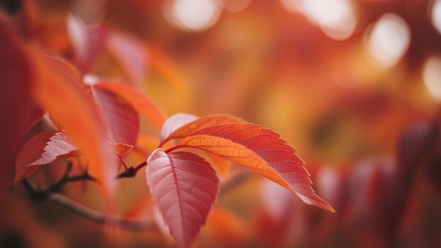 Autumn leaves on a tree in the autumn photo