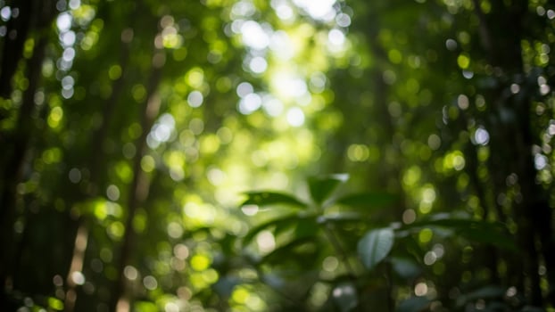 A blurry image of a green forest with trees photo