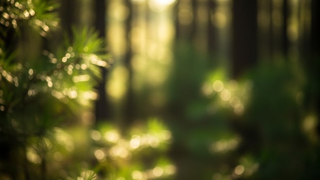 A blurry image of a forest with sunlight shining through photo