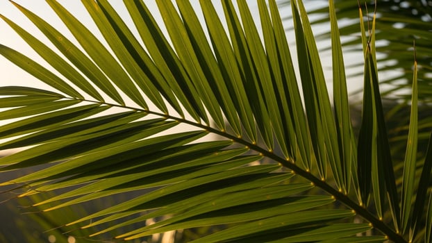 A close up of a palm leaf with a bird photo