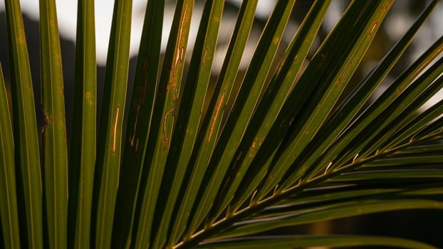 A close up of a palm leaf Colorful Abstract Art photo