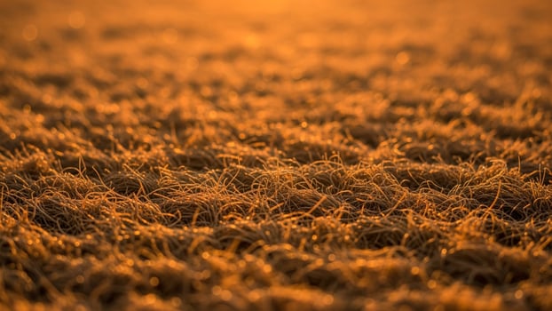 A field of dry grass at sunset photo