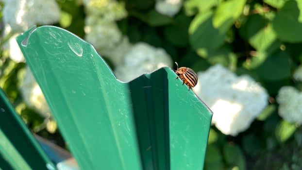 A bug is sitting on a green fence photo