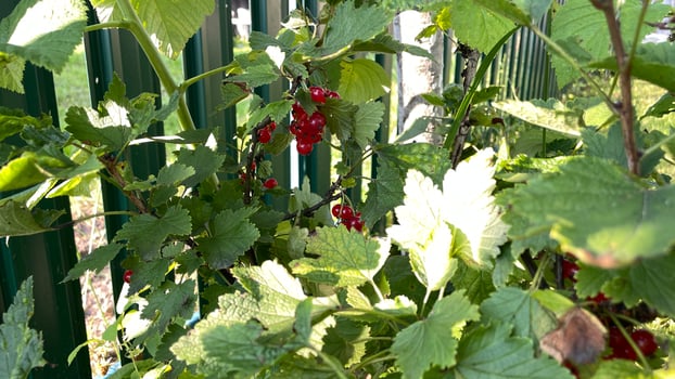 A green fence with red berries on it photo