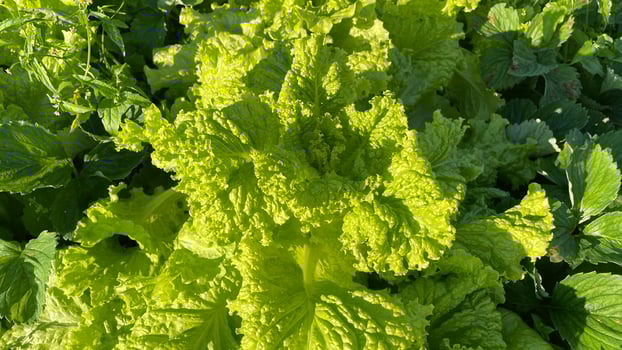 A close up of a green lettuce plant photo
