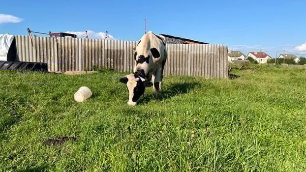 A cow eating grass in a field photo