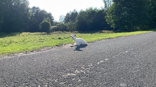 A white animal sitting on the side of the road photo