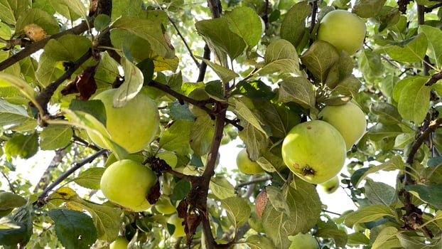 Green apples hanging from the tree in a sunny day photo