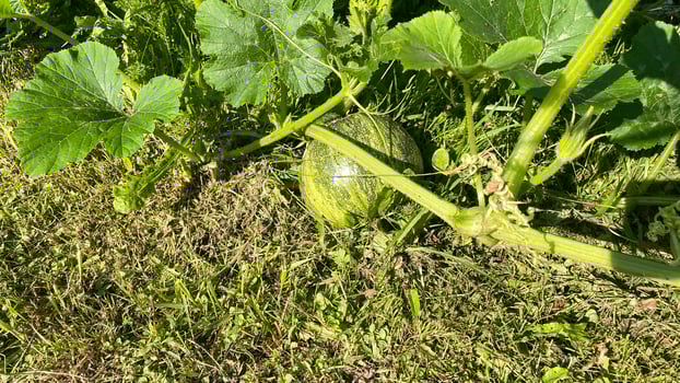 A melon growing in the grass with leaves photo