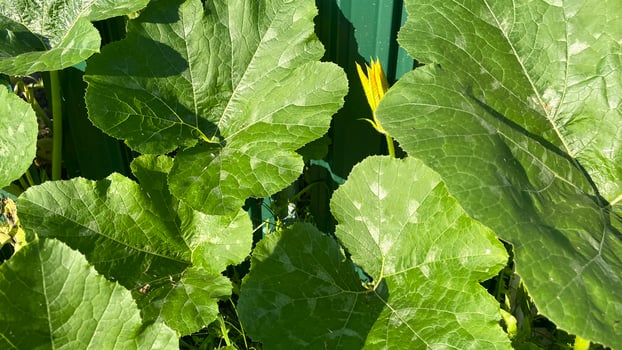 A close up of a plant with large leaves photo