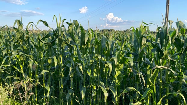 A field of corn with tall green plants photo