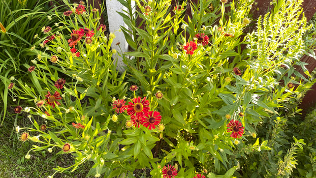 A flower garden with red flowers photo