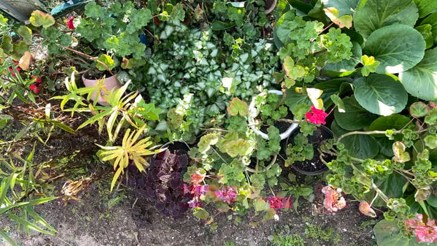 A garden with many eco plants and flowers photo
