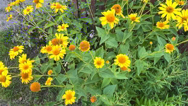 A group of yellow flowers growing in a field photo
