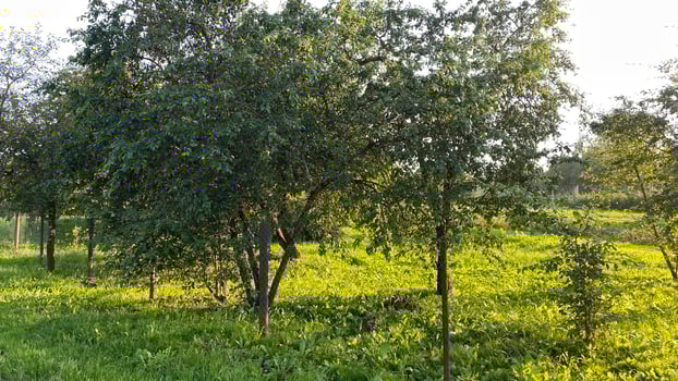 A field with trees and grass photo