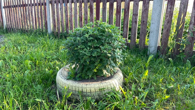 A small plant growing in a tire photo