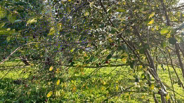 A tree with leaves and branches in the grass photo
