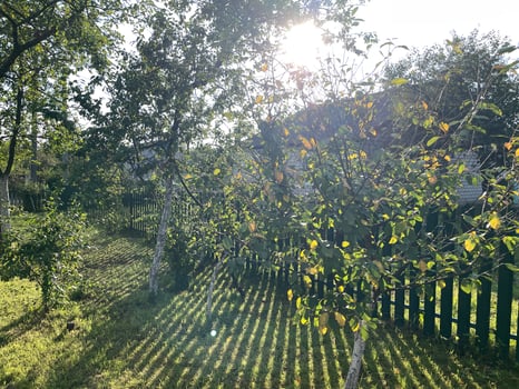 A tree with leaves on it and a fence photo