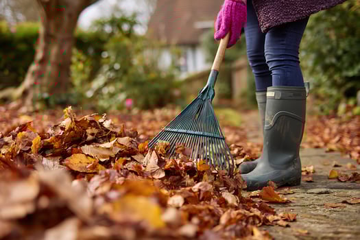 Autumn Garden Cleanup, Raking a Pile of Golden Leaves with Pink Gloves and Boots photo