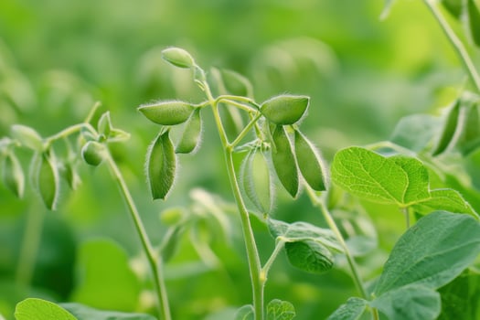 Pea plants growing in a field photo