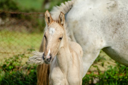 A young foal standing with its mother, a concept of new life photo
