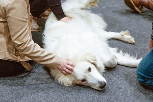White fluffy dog being petted by people on soft carpet in a cozy indoor setting photo