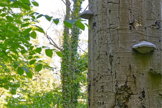 Large tree trunk with two wooden mushrooms and green climbing plants in background photo
