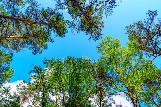 Experience the beauty of nature with a serene view of a lush green canopy under a bright blue sky, ideal for travel or environmental projects, showcasing tranquility in the forest. photo