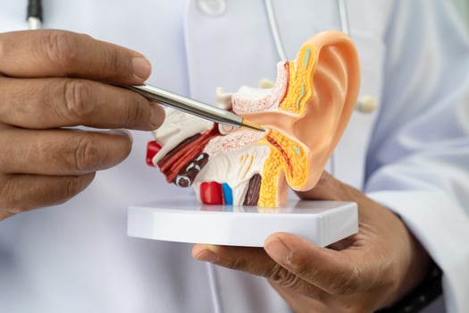 Asian doctor holding human ear model to learn hearing loss photo