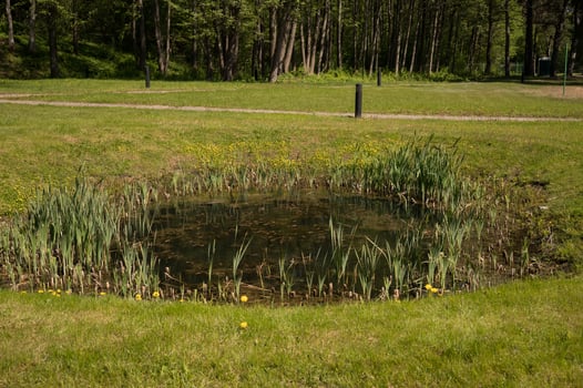 Small tranquil pond in lush green forest setting photo