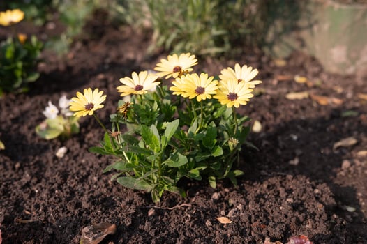 Vibrant yellow daisies blooming in sunlit garden soil photo