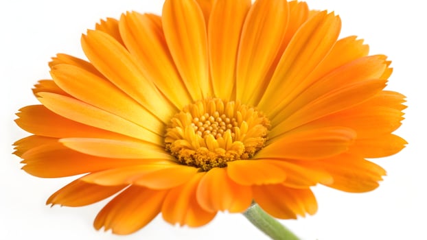 Vibrant Orange Calendula Flower Blossom Close up, Isolated on White Background, Botanical Beauty, Bright and Cheerful, Floral Photography photo