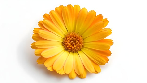 Vibrant Calendula Flower Blossom Close up Macro Photography of Golden Yellow Pot Marigold on Clean White Background, Floral Beauty and Herbal Medicine photo