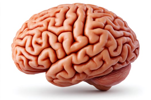 Human brain showing cerebrum, cerebellum, brain stem, and spinal cord photo