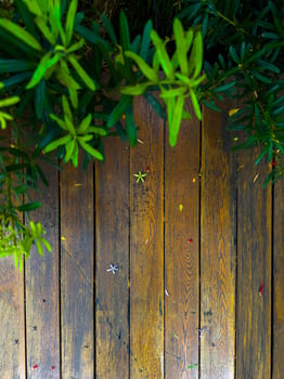 A close-up, top-down shot focuses on the natural texture of a polished wooden deck with vertical planks. The image is framed by vibrant green plants at the top, creating a natural border. A few small photo
